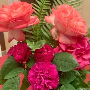 Meet your Posher, Ann